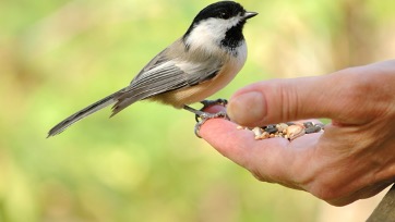 Feeder Birds of the Hamlet of  Mariaville